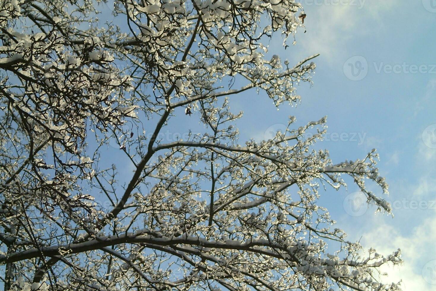 background with tree branches covered with fresh whitesnow photo