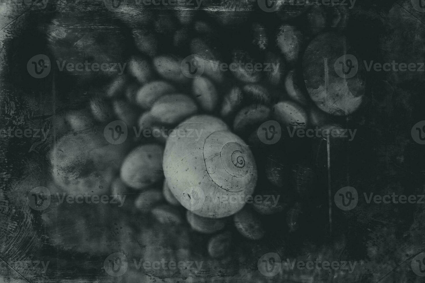 background with white snail shells in close-up photo