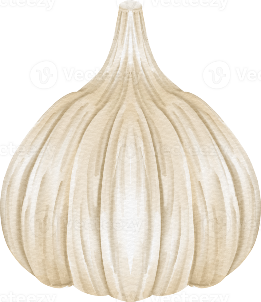 watercolor garlic clip art png
