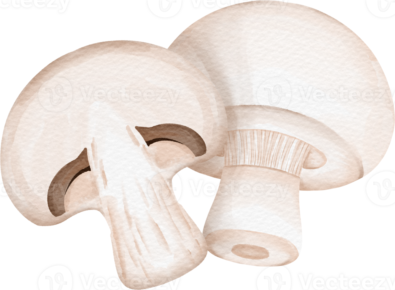 watercolor Champignon clip art png