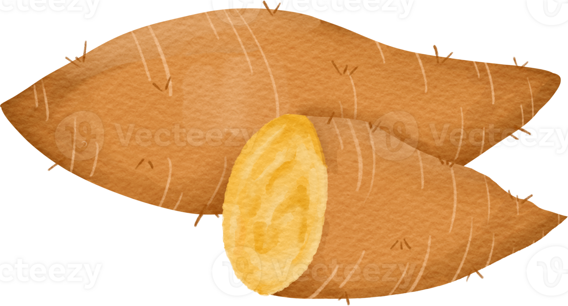 yam watercolor clip art png