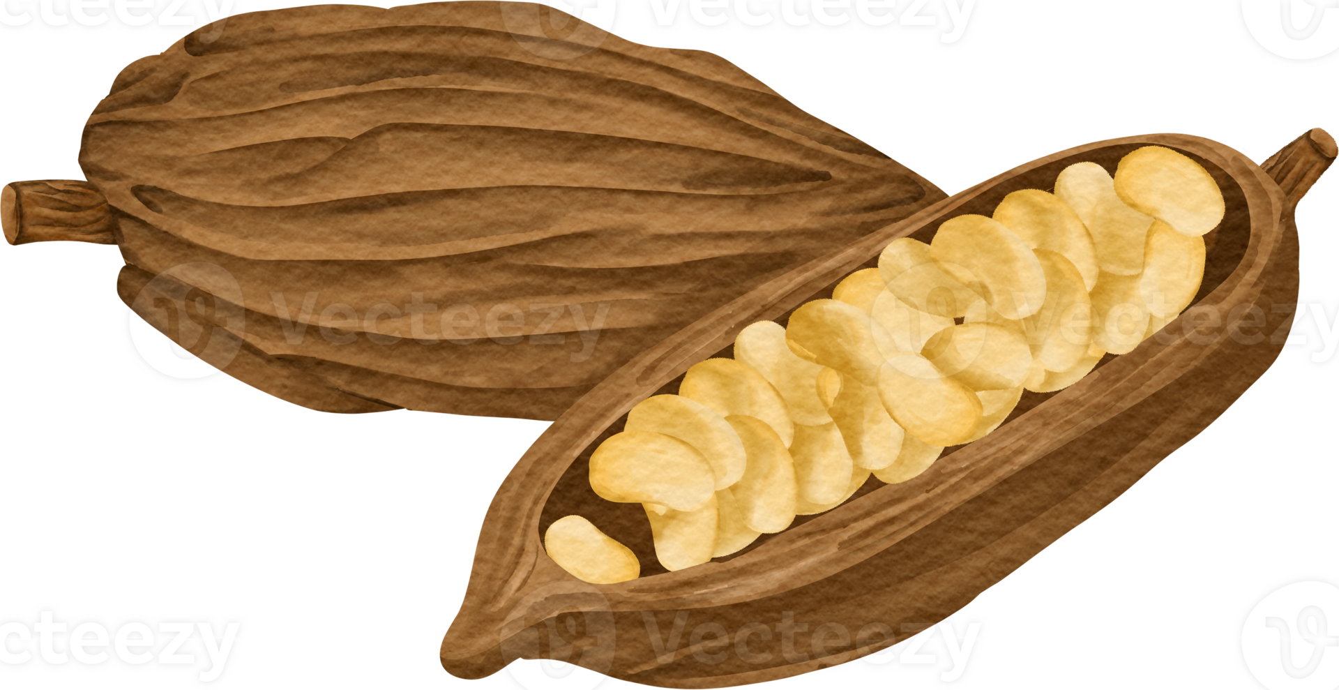 Cocoa bean clip art 23411502 PNG