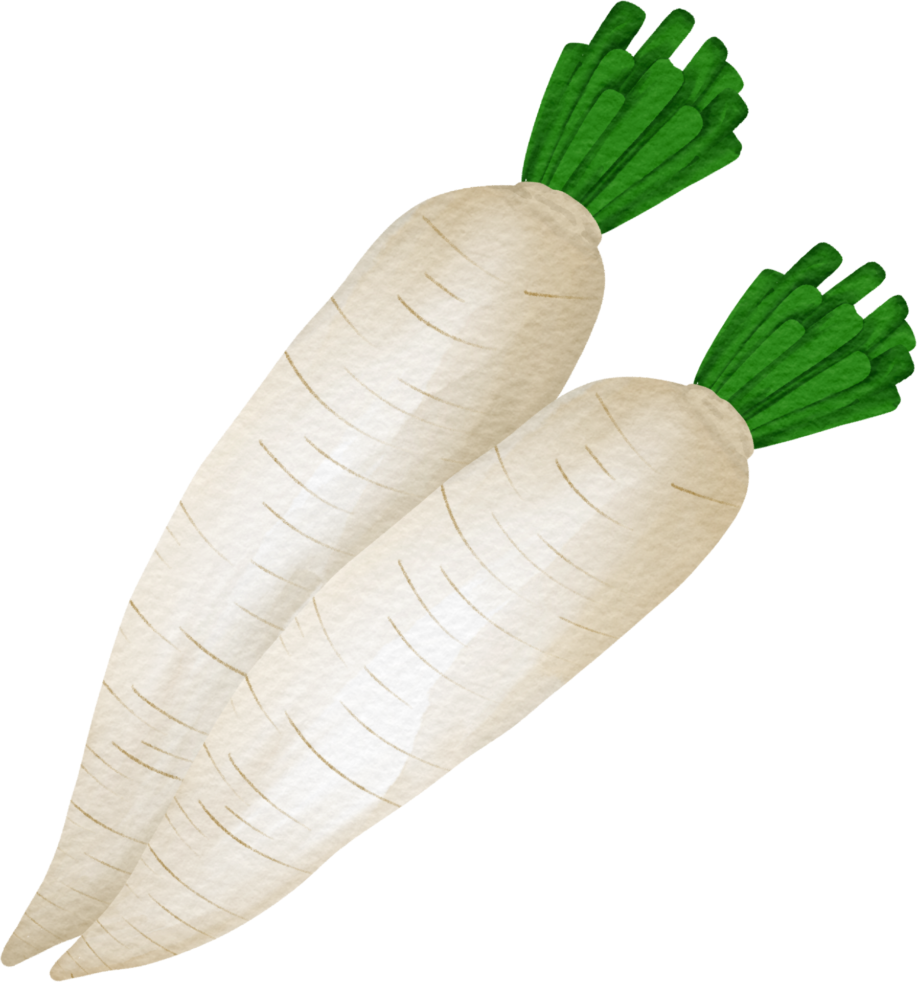 watercolor radish clip art 23411698 PNG