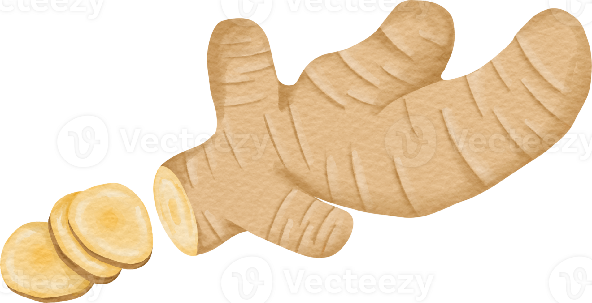 watercolor Ginger clip art png
