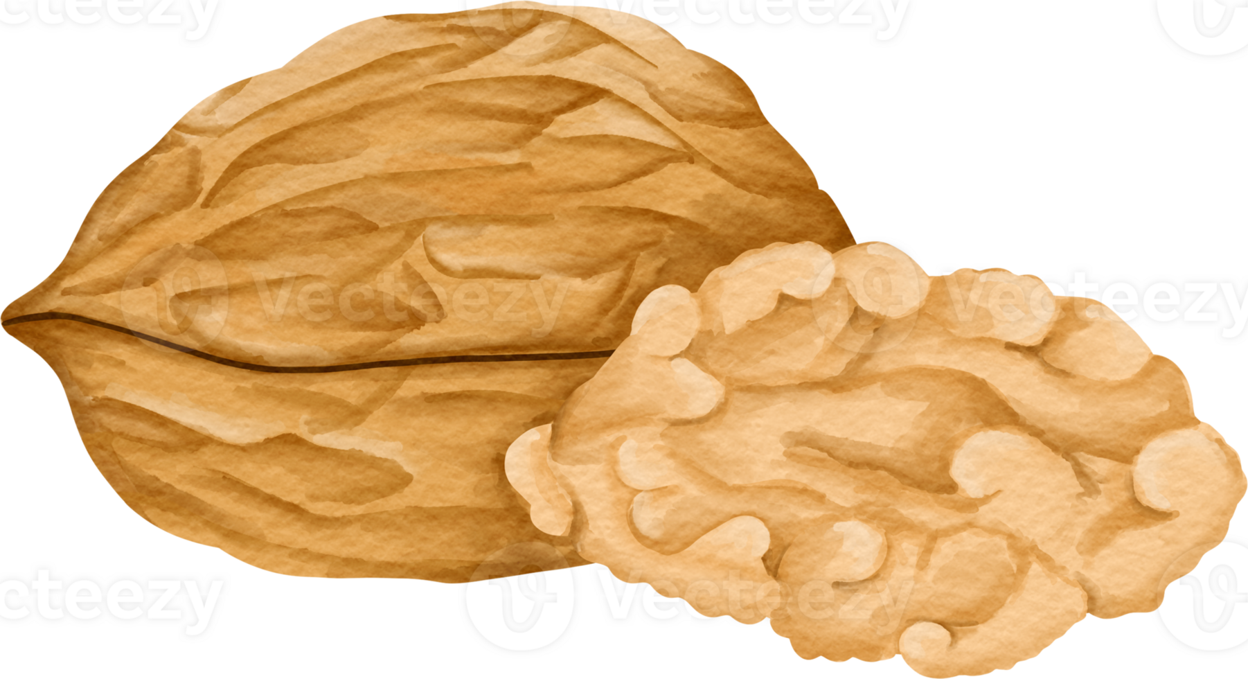 watercolor Walnut clip art png