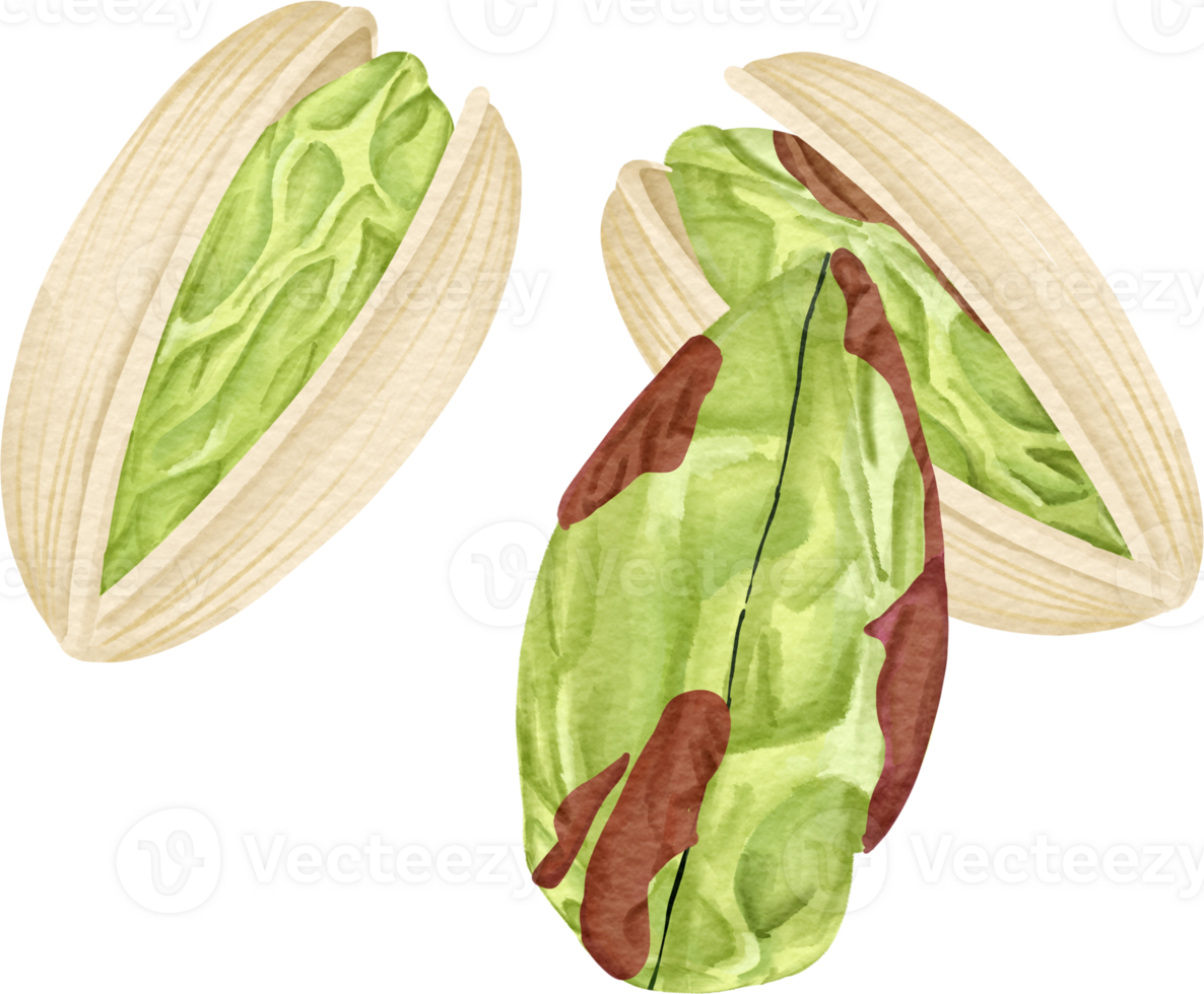 watercolor Pistachio clip art png