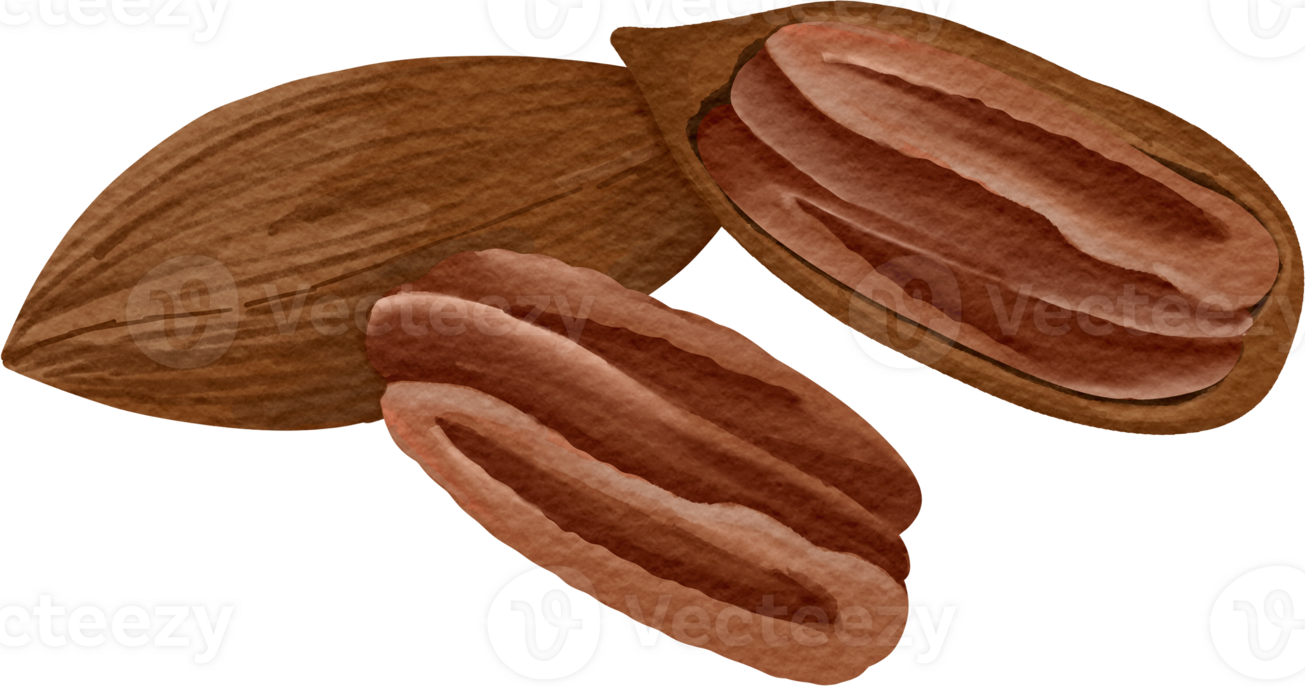watercolor Pecan clip art png