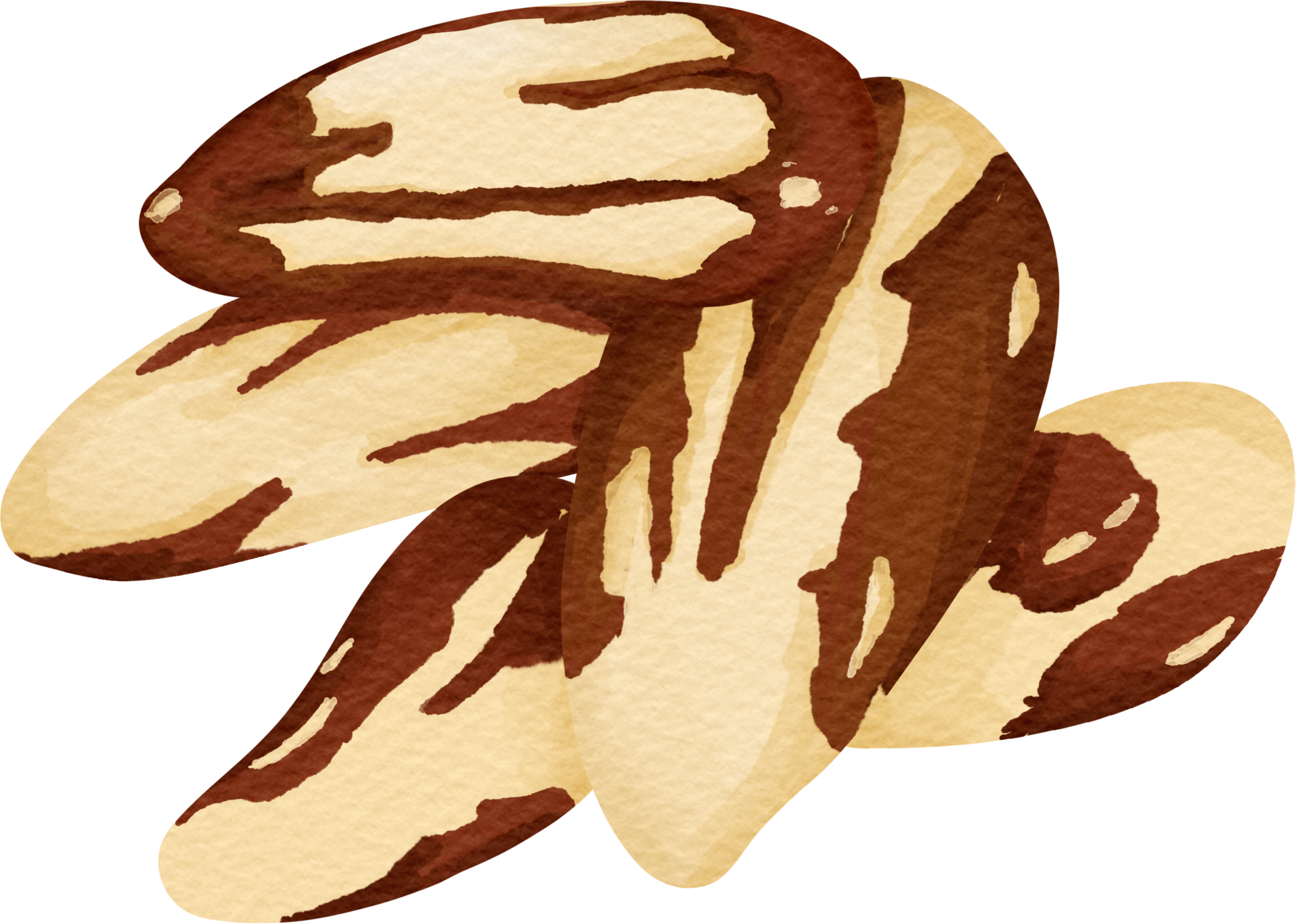 Brazil nut clip art 23411843 PNG