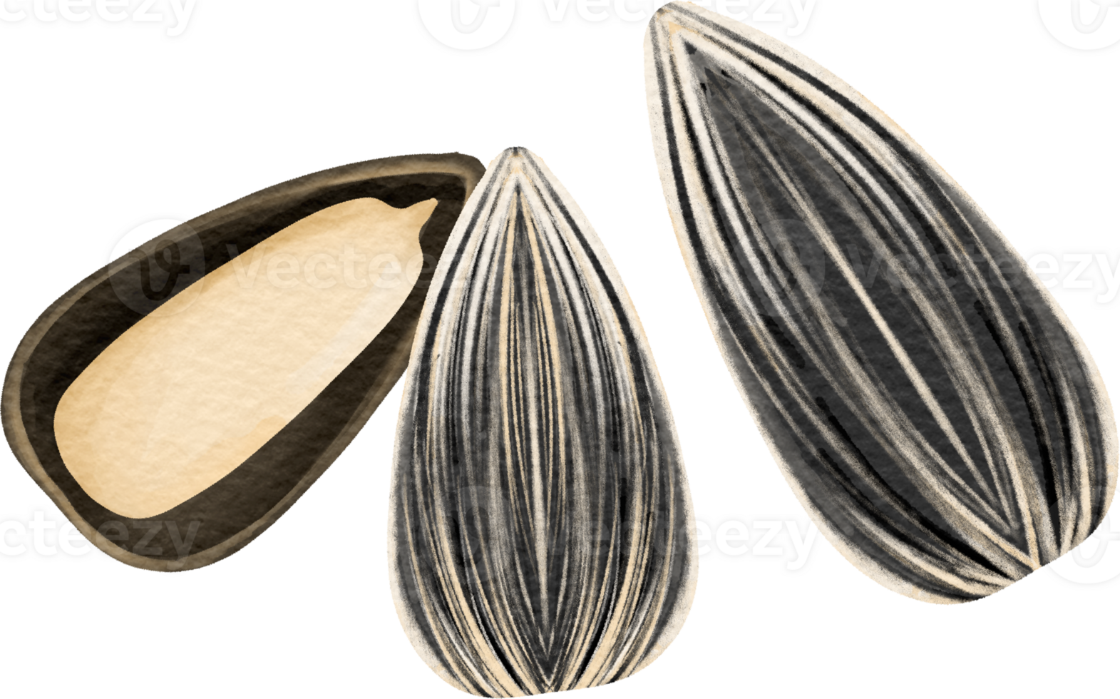 Sunflower seed clip art 23411844 PNG