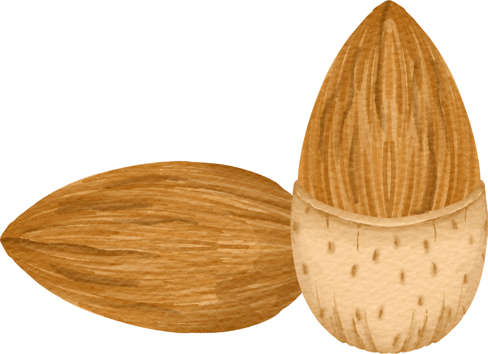 Free watercolor Almond clip art 23411846 PNG with Transparent Background