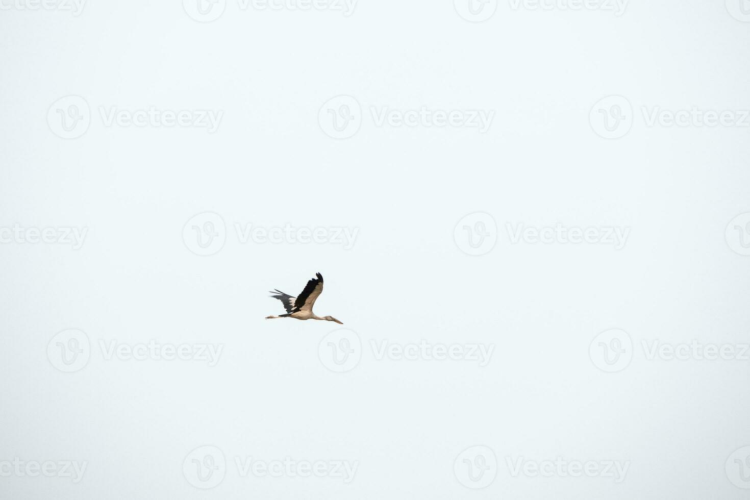 The freedom flying bird in the clear sky, the beautiful wildlife in the air photo