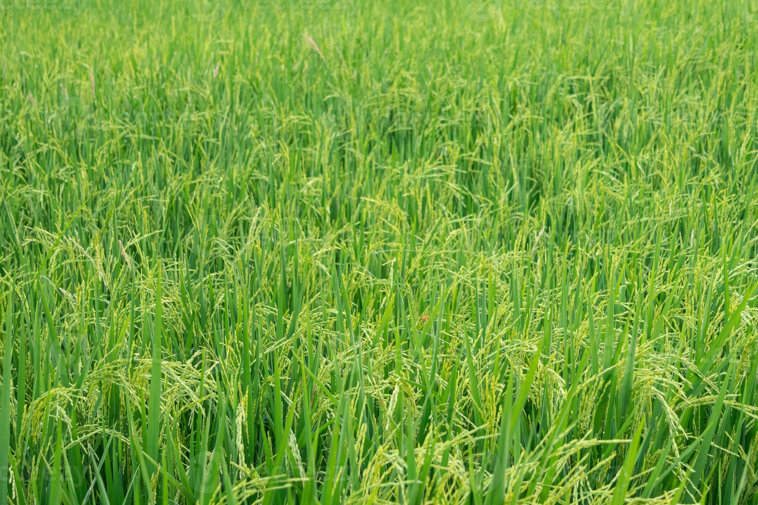 The greenery rice field, agriculture grain farming 23413665 Stock Photo