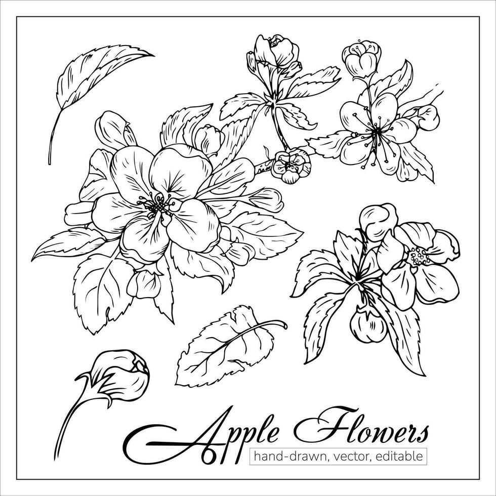 Branches of apple blossoms. Apple and cherry flowers and leaves. Hand drawn vector illustration for wedding invitations, greeting card, textbooks, coloring books