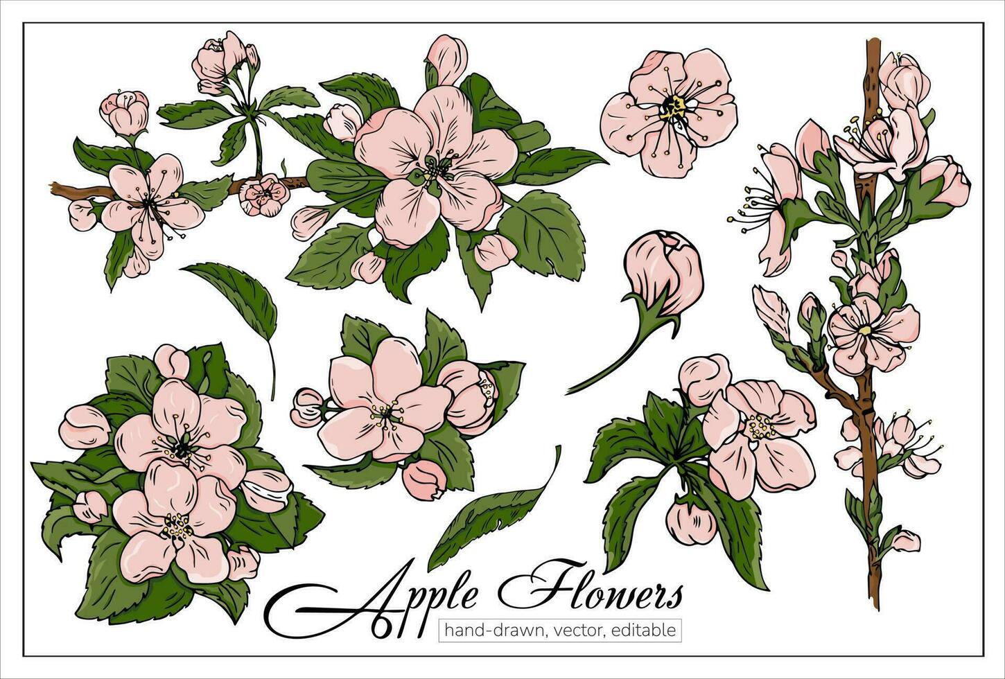 Vector botanic illustration for magazines, postcards, textbooks, decoration, design.