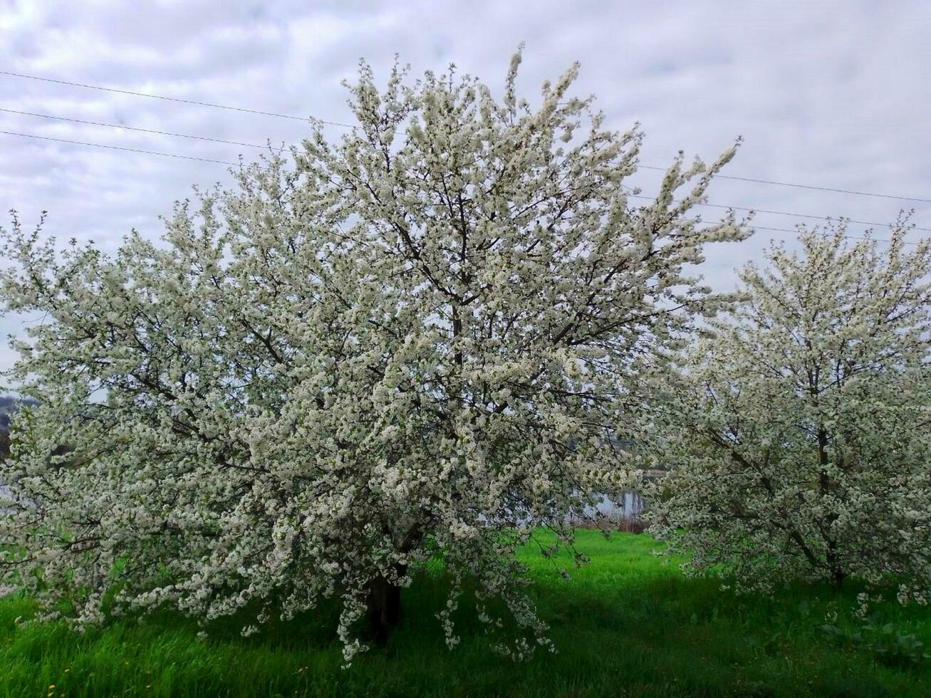 Blooming cherries on a green meadow, against the backdrop of the Dnieper River. Ukraine photo