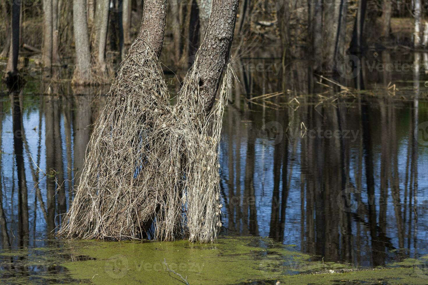 Spring forest and floods. Reflection in the water of dry trees and last year's grass. Photo in high quality. Horizontal