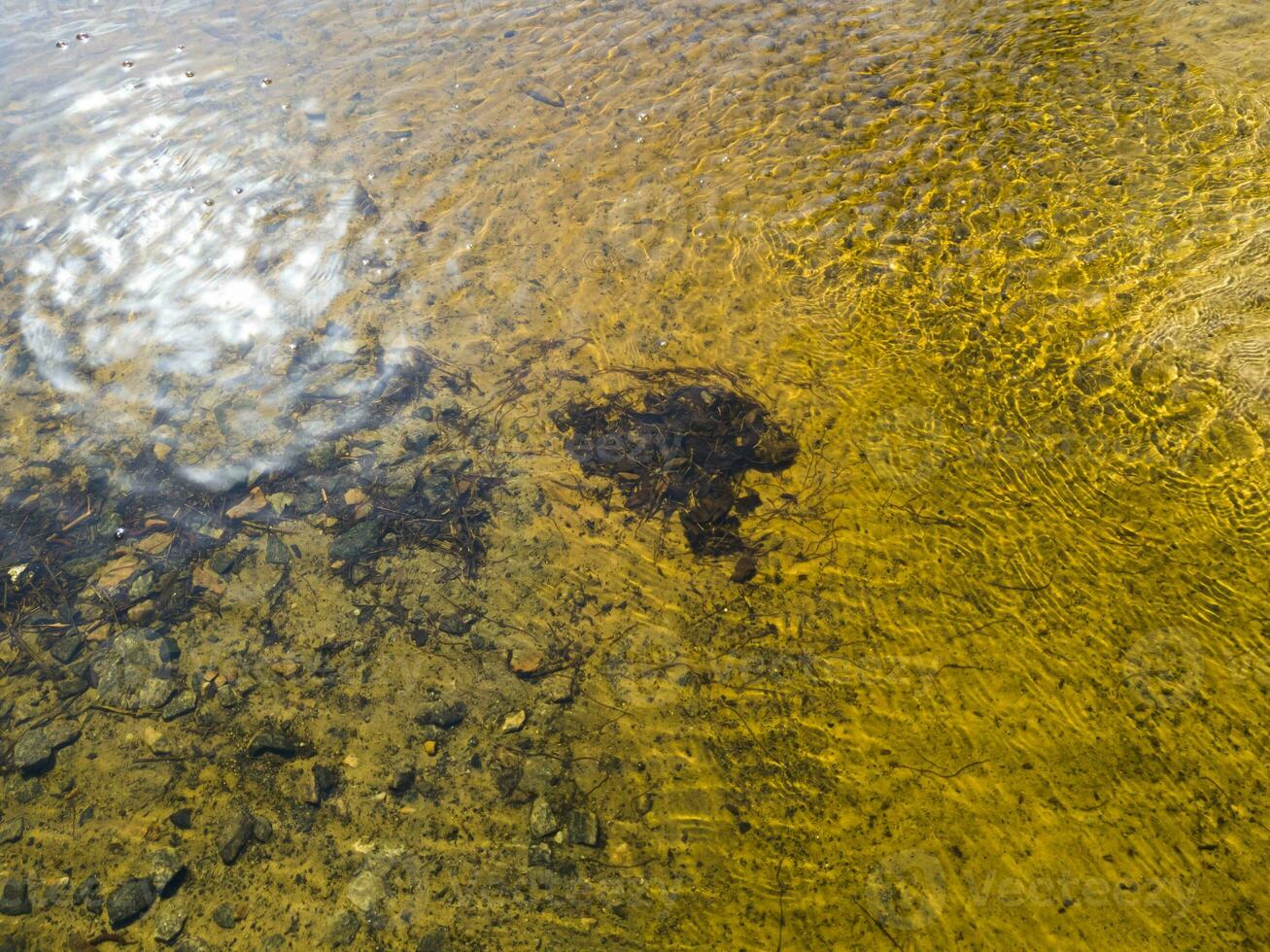 Forest water with yellow sand and stones. Worms floating in the water concentrated in the middle of the river. The glare from the sun on the water and the beautiful amber streaks. Horizontal. photo