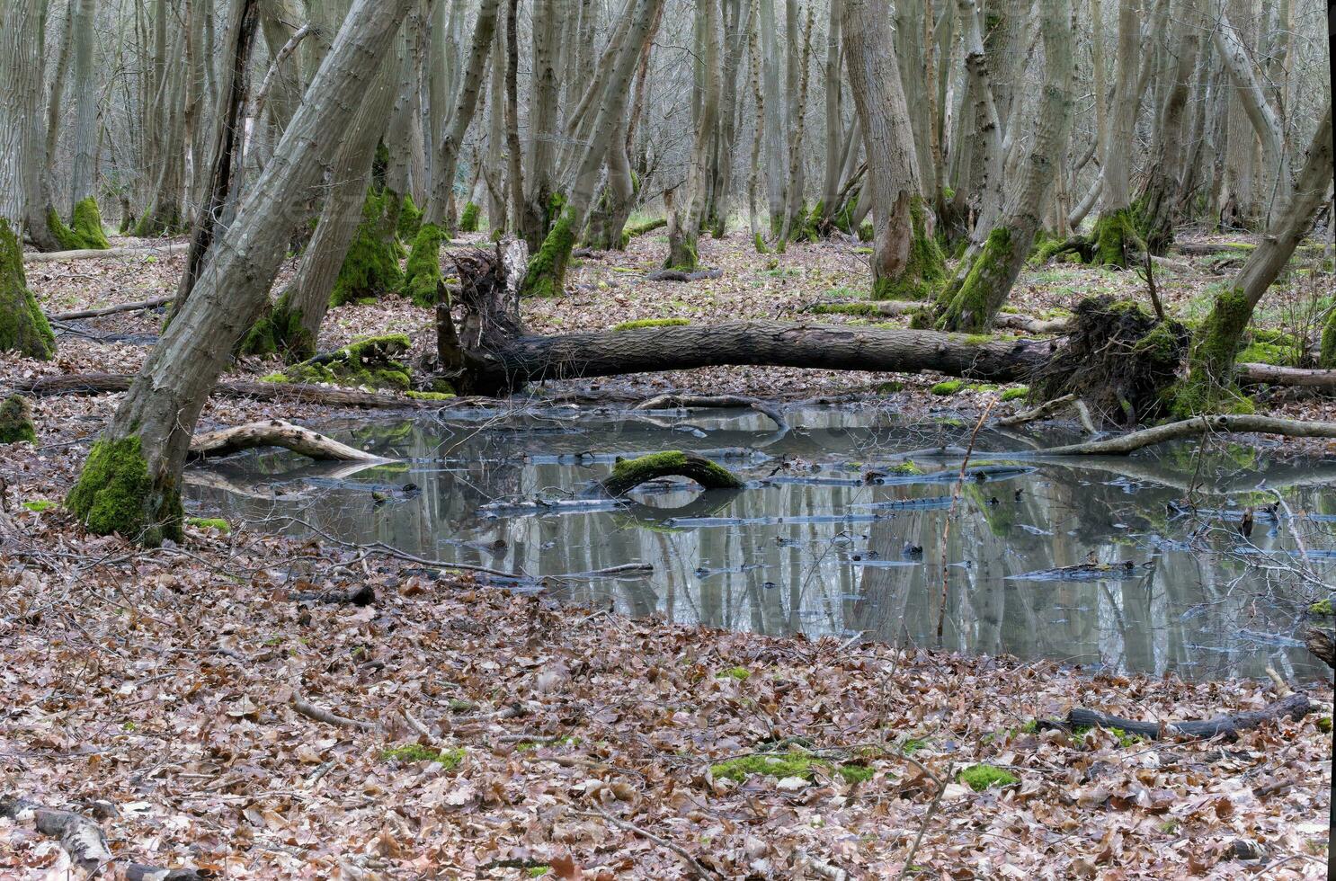 shallow pool in ancient woodlands photo