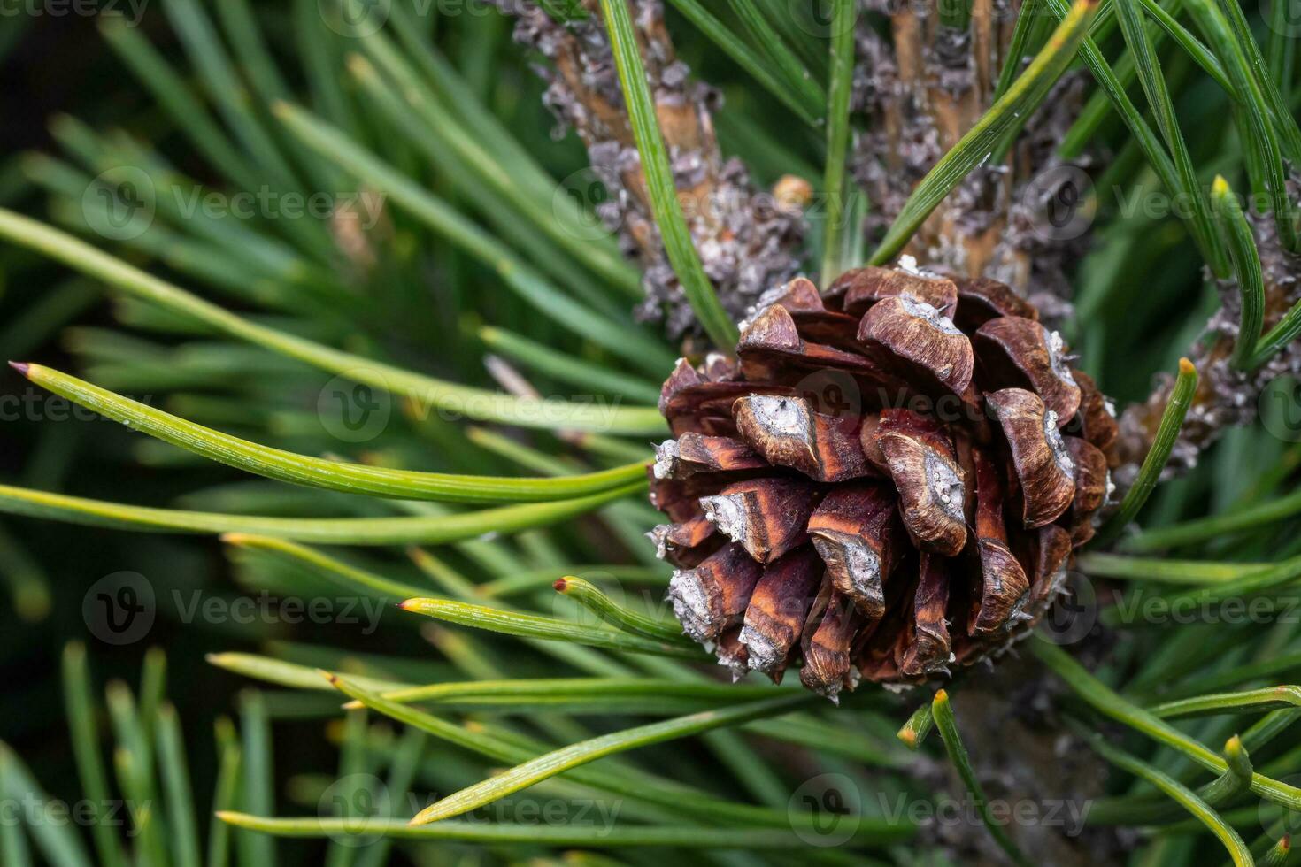 Small pine cone on a branch photo