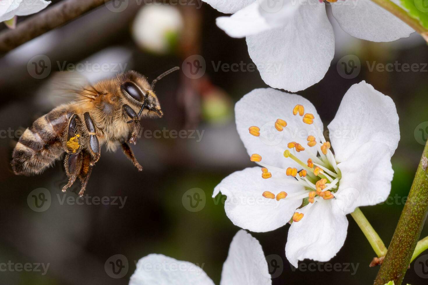 Flying honey bee collecting pollen from tree blossom. Bee in flight over spring background. photo