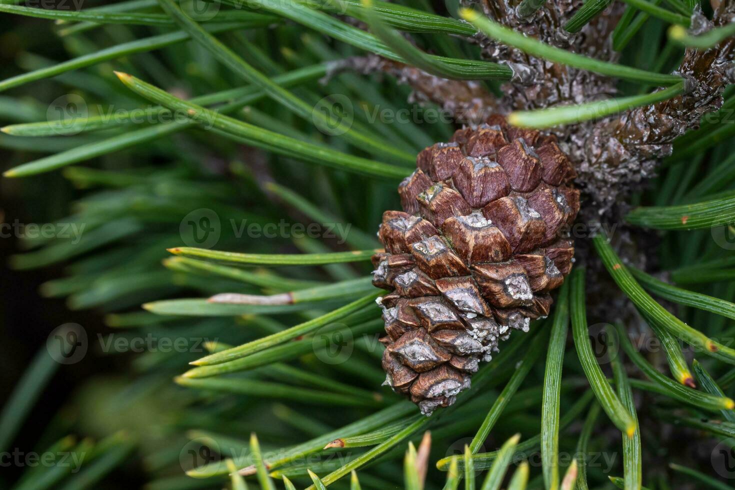 Small pine cone on a branch photo