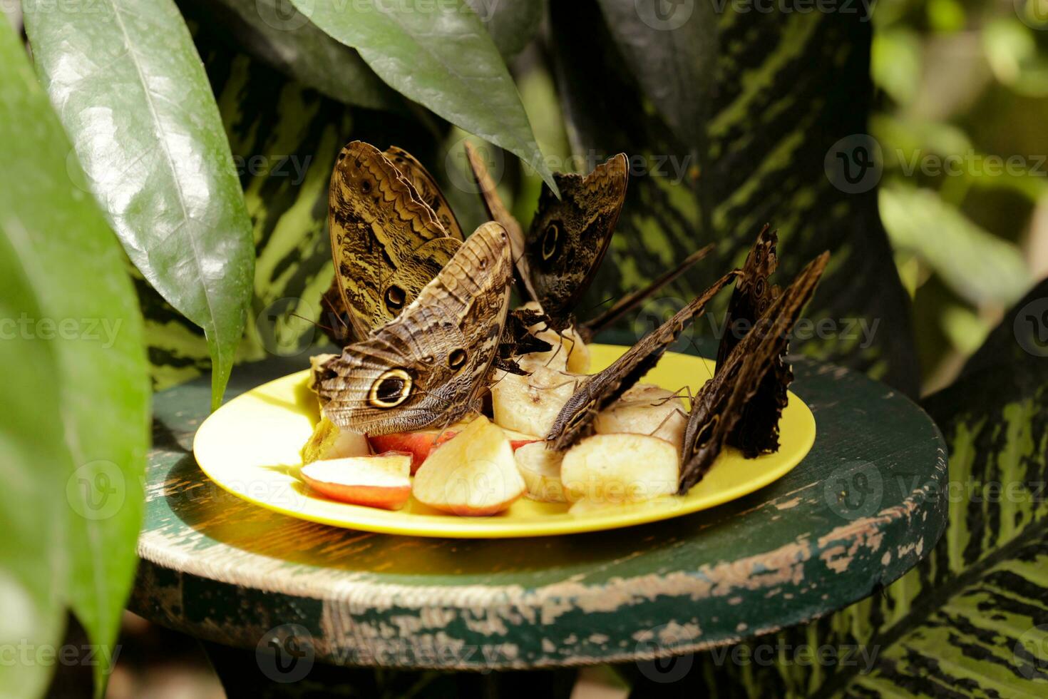 A bunch of satyr butterflies eating apple slices. photo