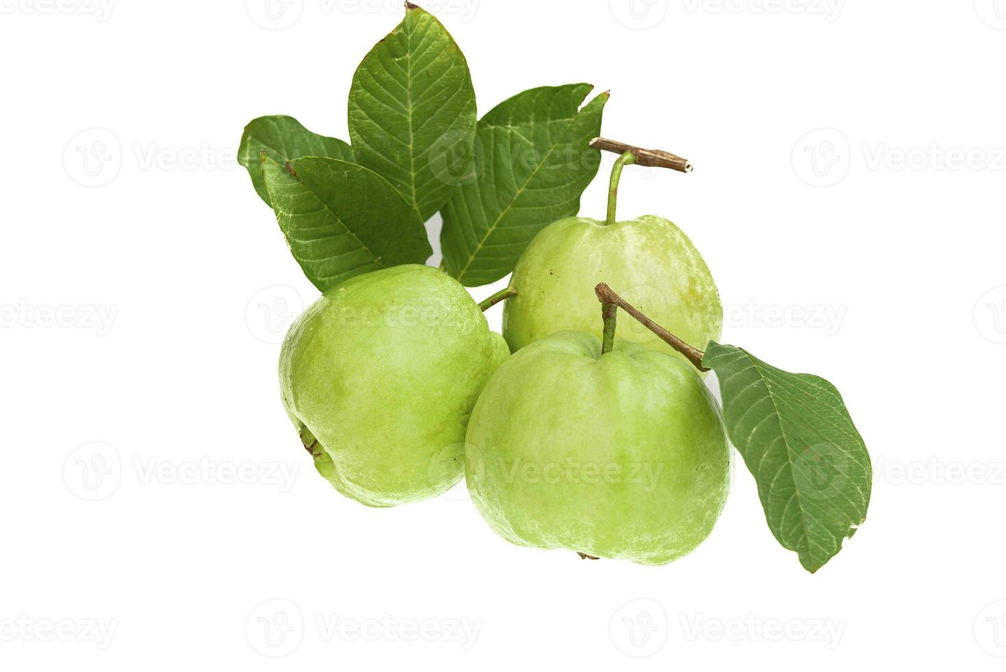 Guavas on white background photo