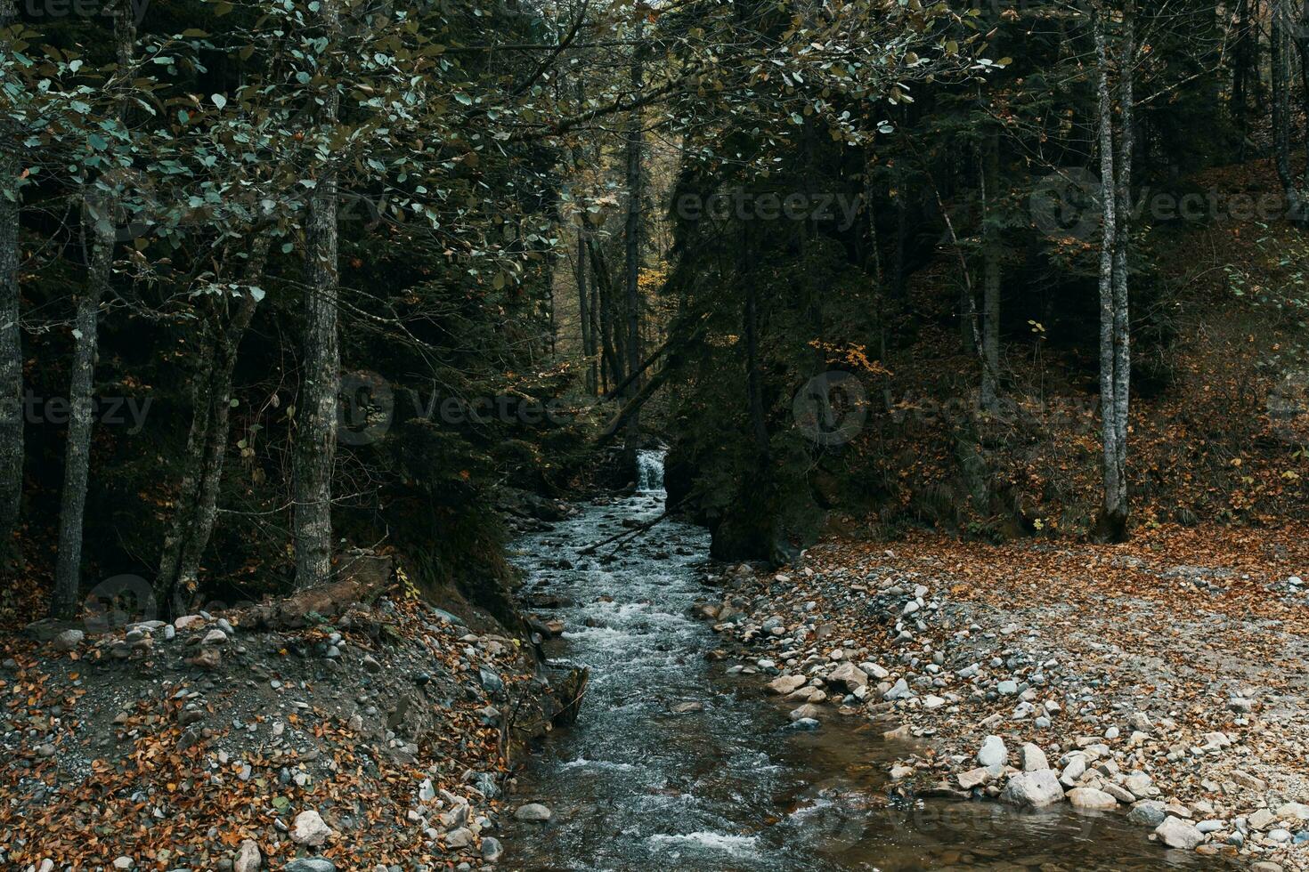 Mountain river between two banks and tall trees Autumn forest landscape photo