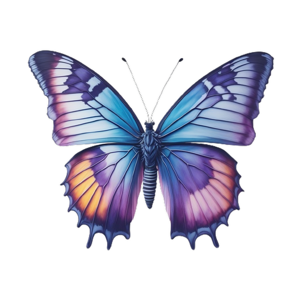 Butterfly picture png free download