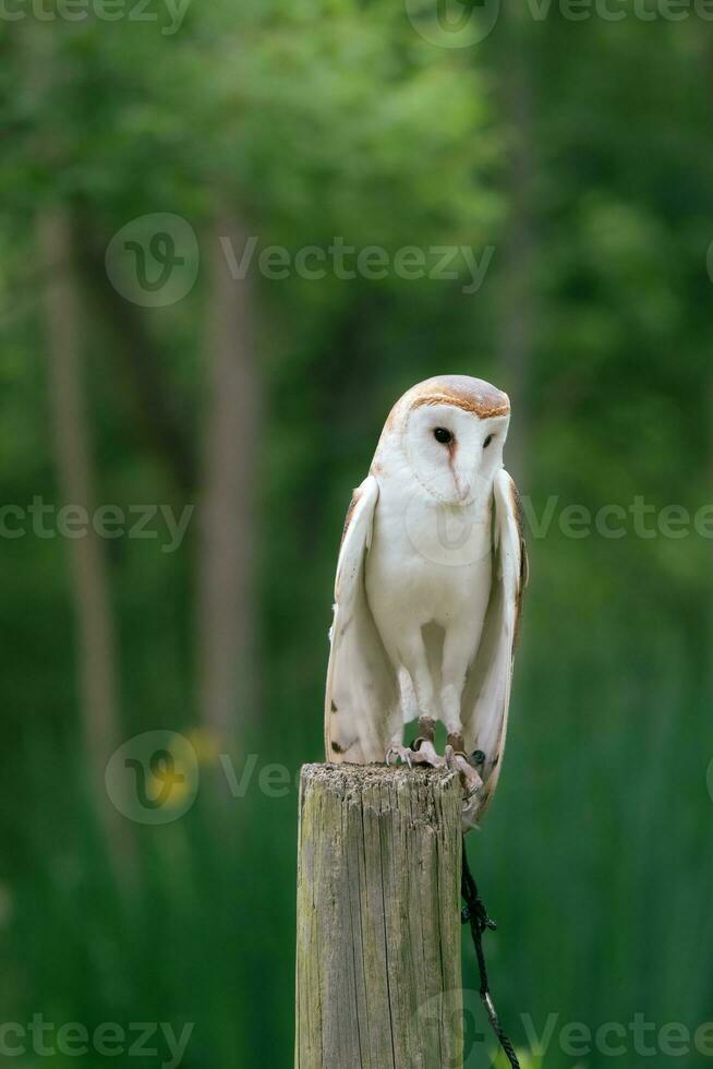 Vertical image of a barn owl at a rescue center. photo