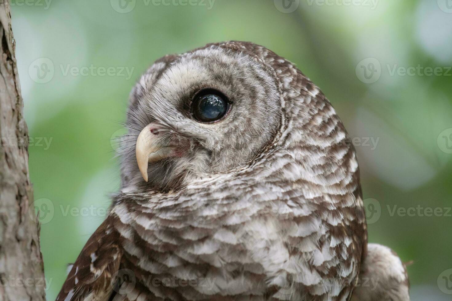 Details of feathers, eyes, and beak of a hoot owl. photo