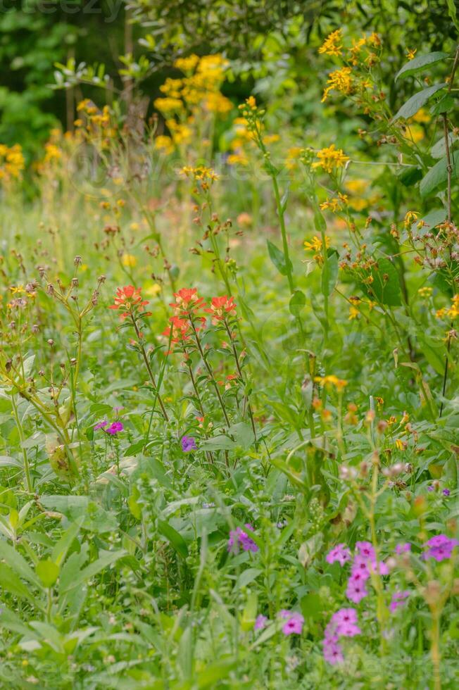 In East Texas, spring arrives with vibrant wildflowers in vibrant colors. photo