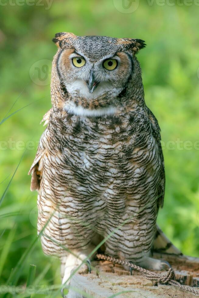 A great horned owl at a raptor rescue center in Texas. photo