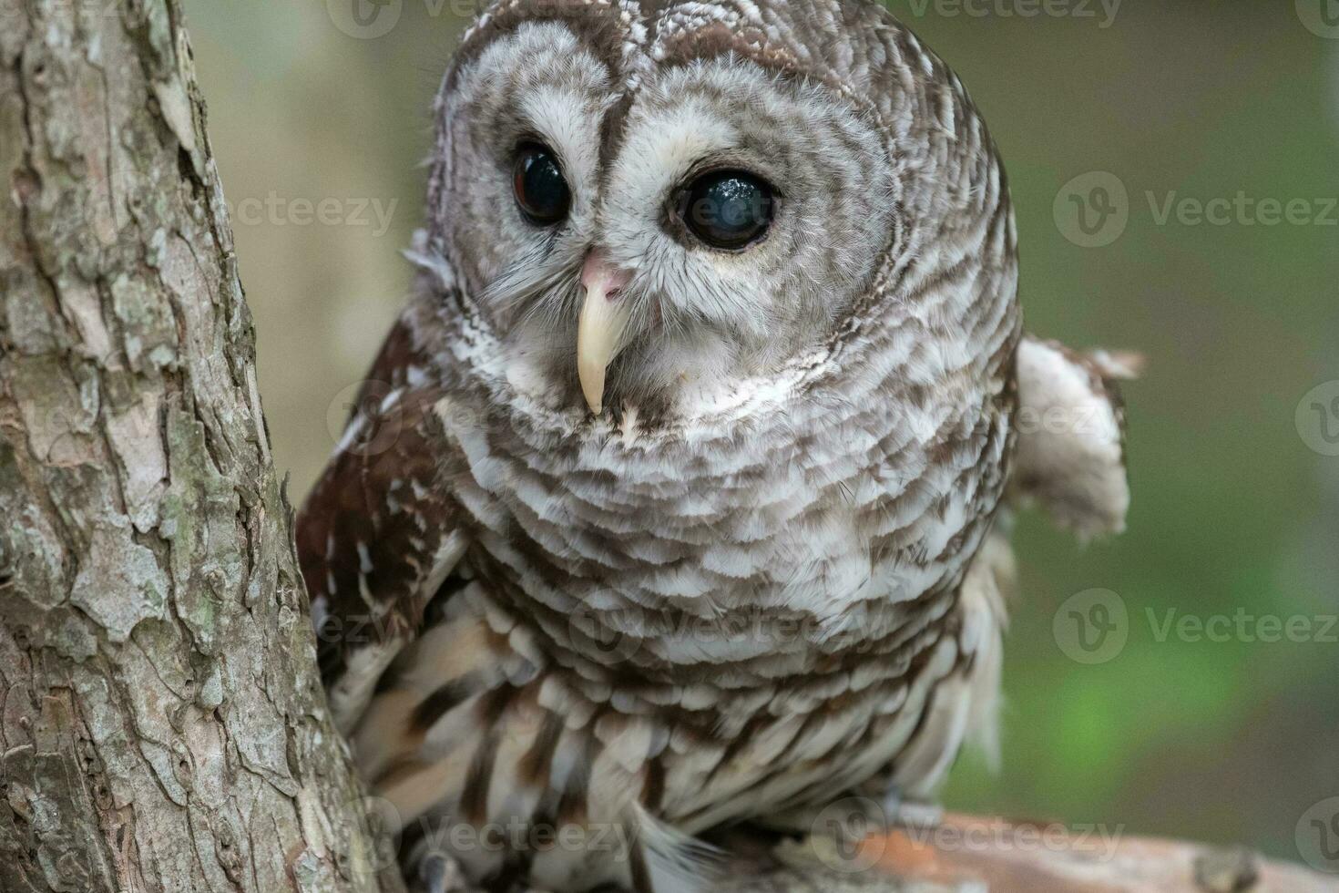 A cute hoot owl in a Texas woodland. photo