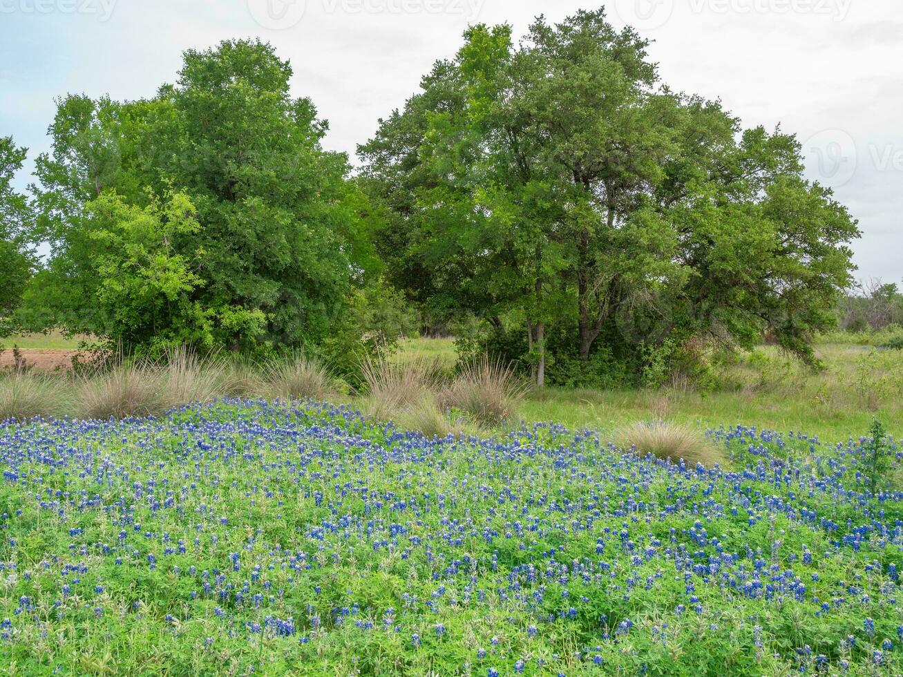 In April, bluebonnets grow in fields and meadows all over the Texas Hill Country. photo