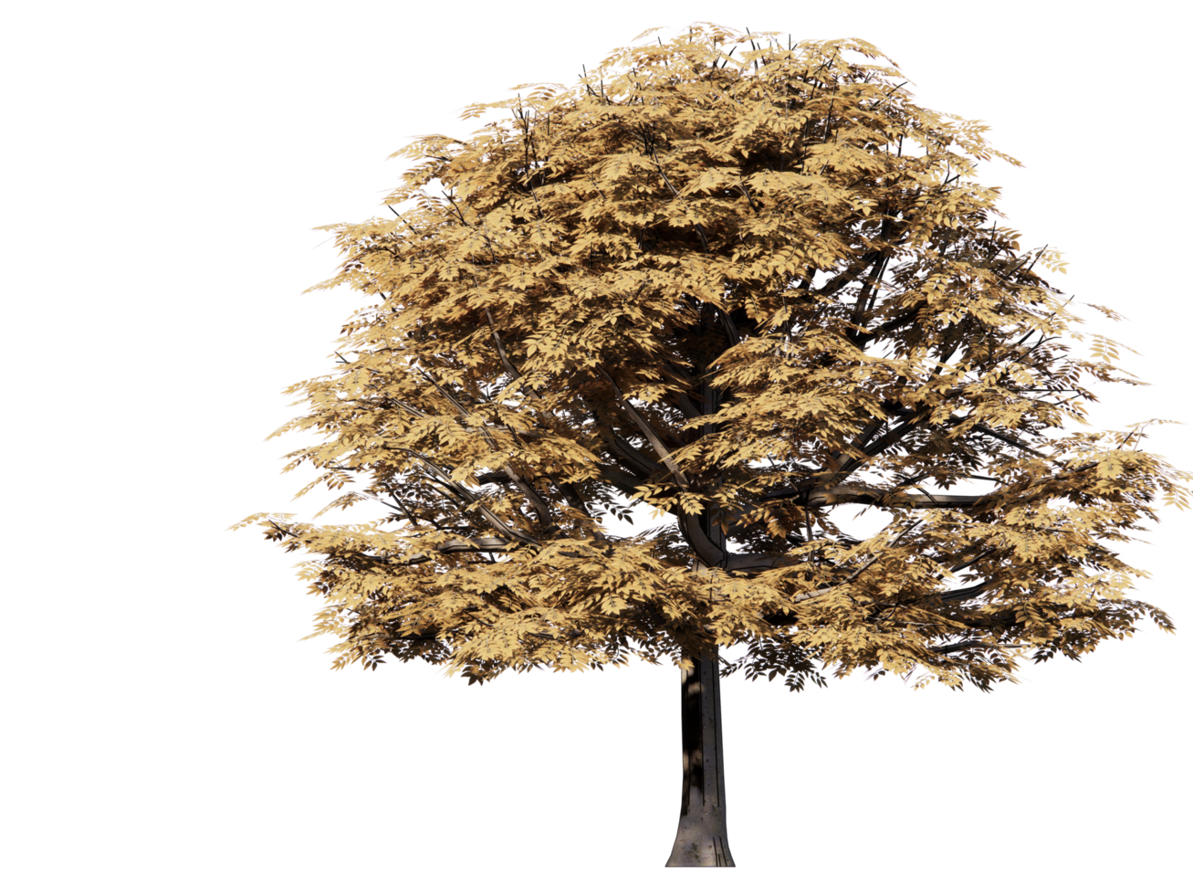 Big Tree clear png, auntum tree png