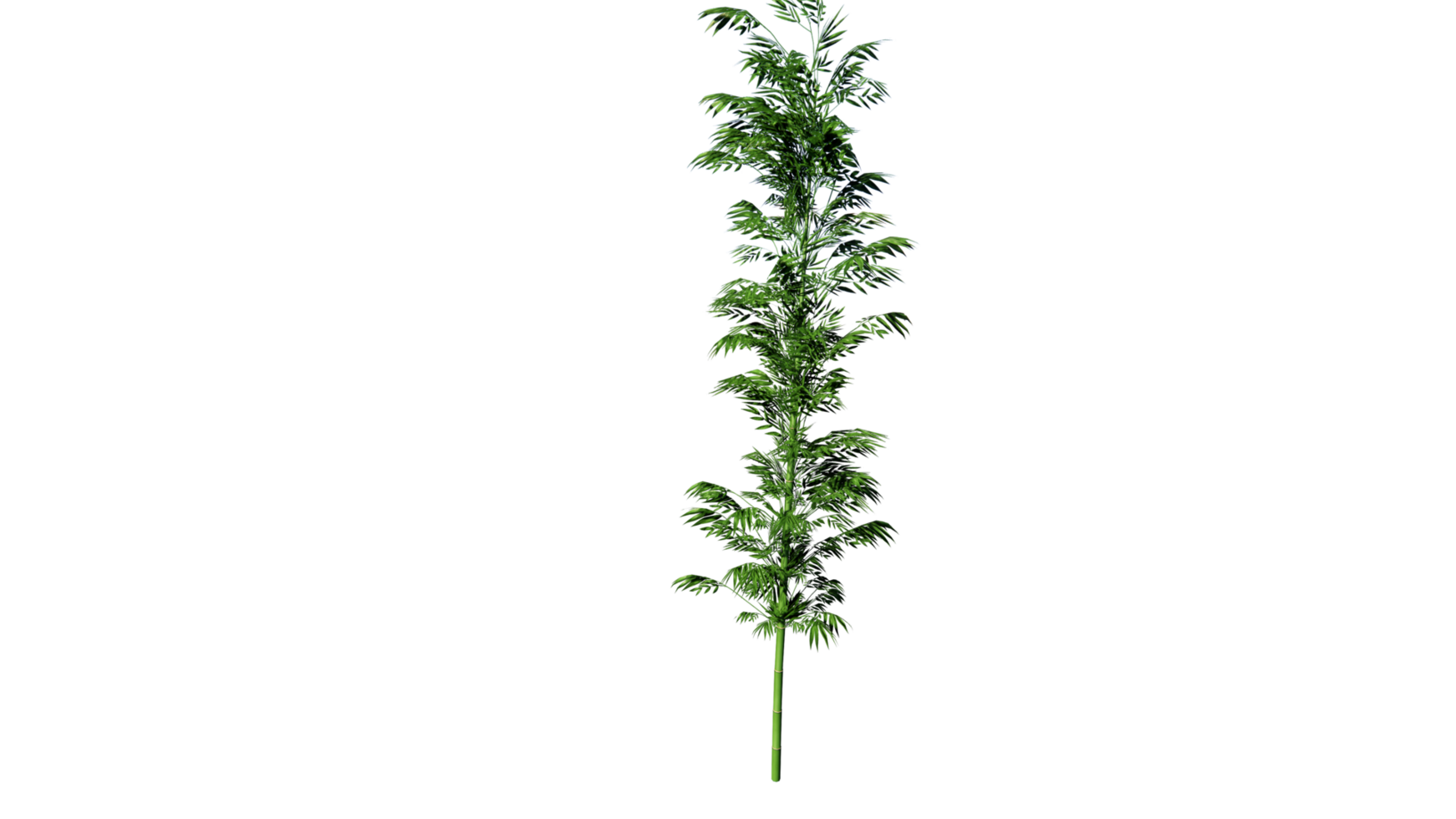 Bambo tree high quality clear png