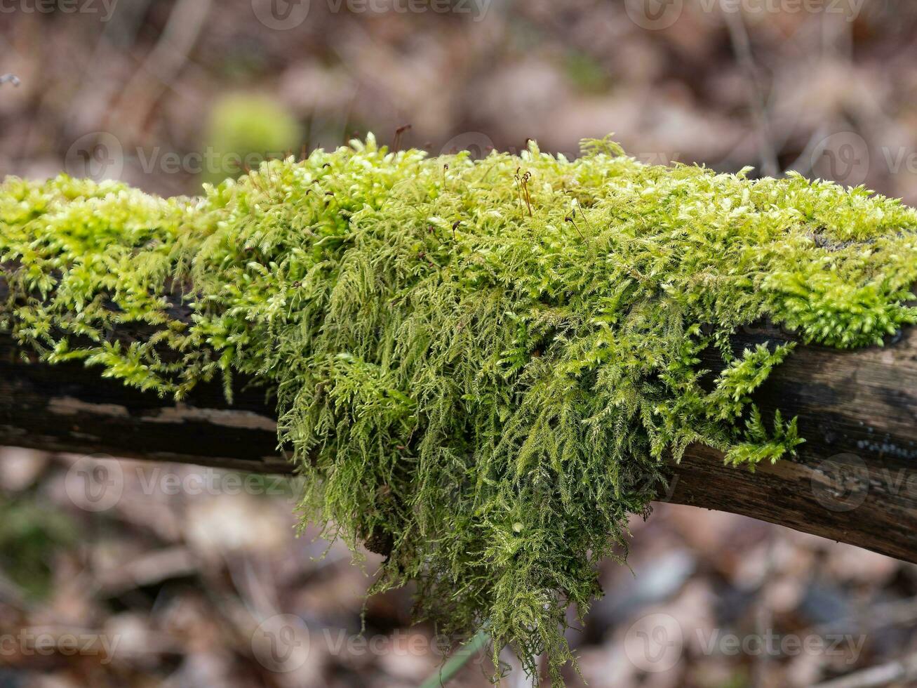 Tamarisk moss draped over a branch photo