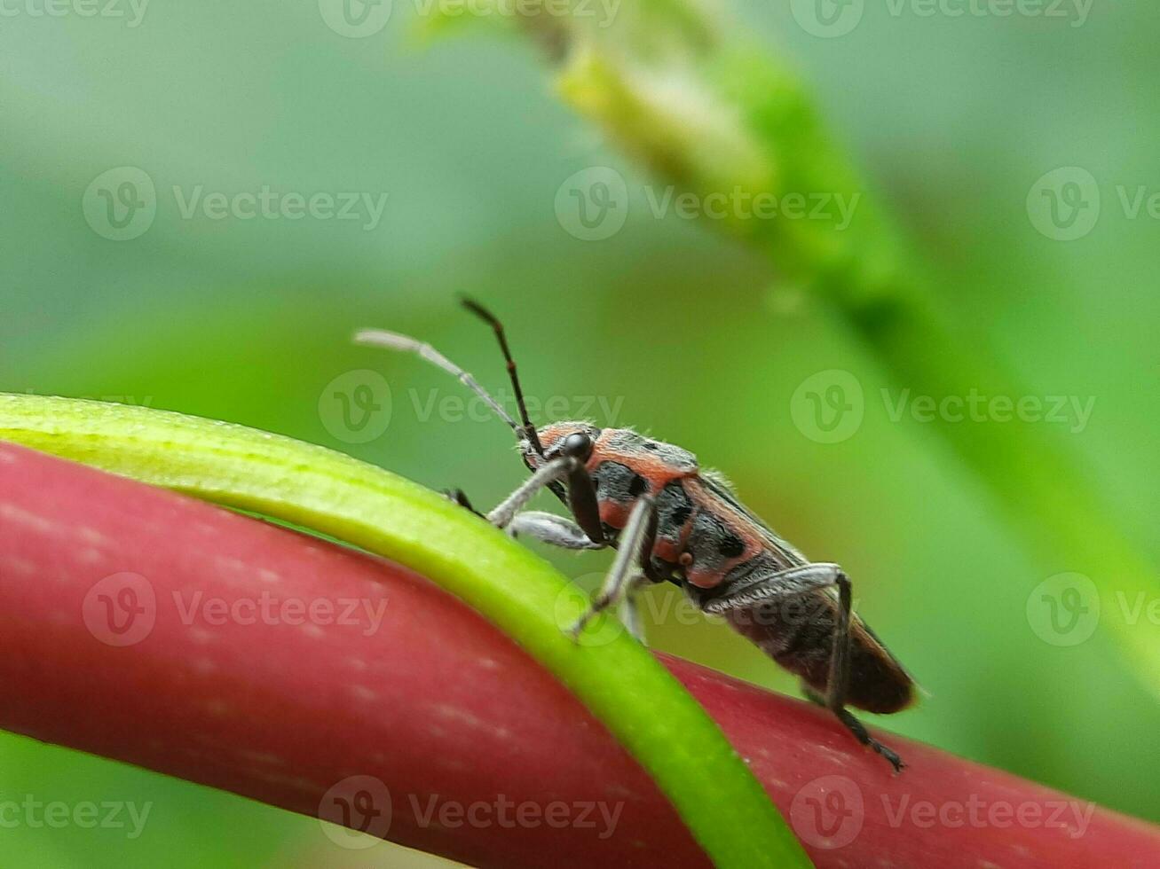 close up of bug on the green leaf photo
