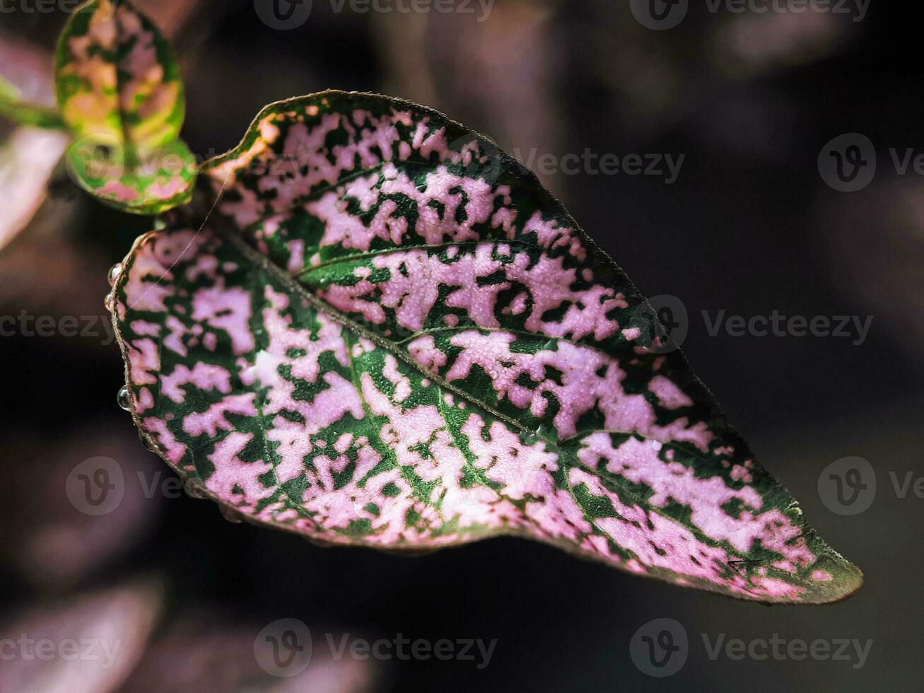 photo macro of red leaves with blur background