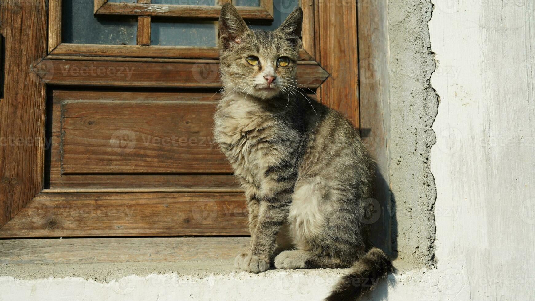 The cute little cat playing in the village photo