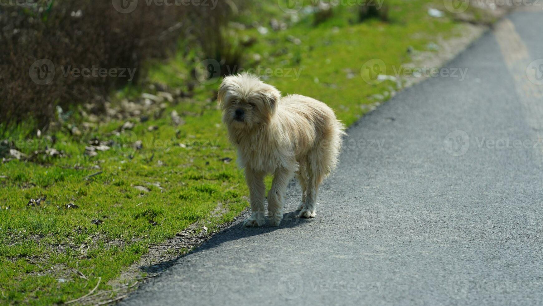 One adorable dog playing in the village freely photo