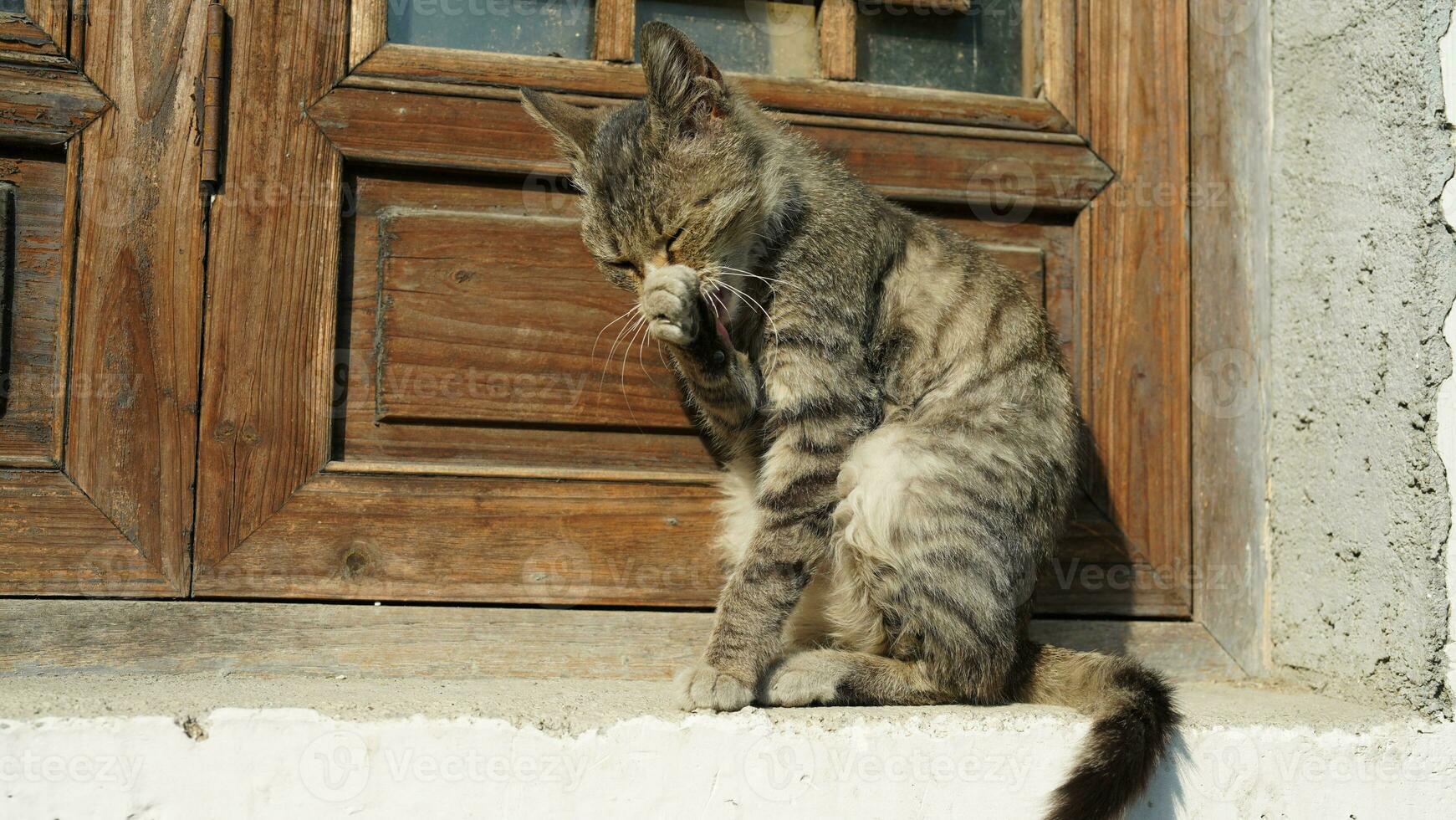 One adorable wild cat sitting in the garden for resting photo
