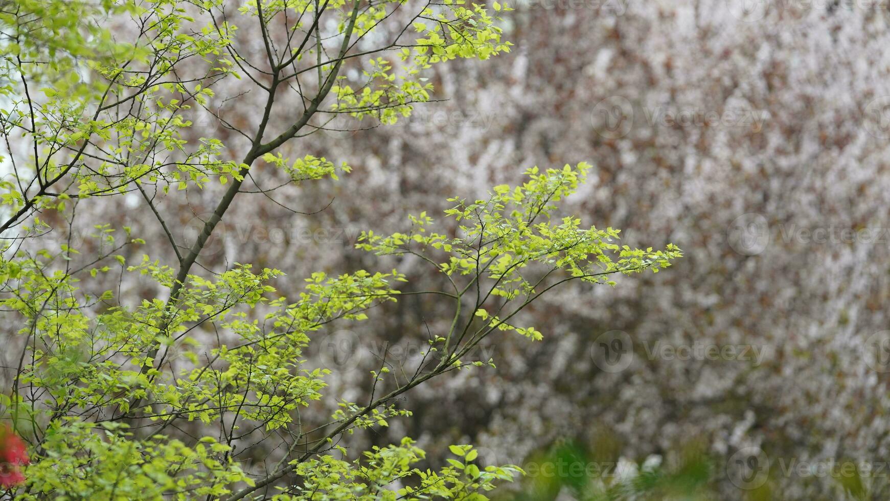The fresh new leaves full of the maple trees in spring photo