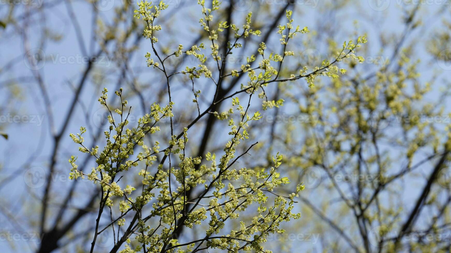 The fresh new leaves full of the maple trees in spring photo