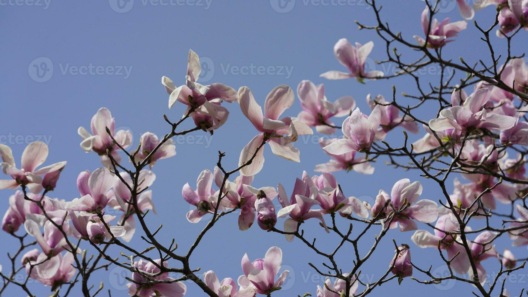 The beautiful flowers blooming in the garden in spring with the warm sunlight photo
