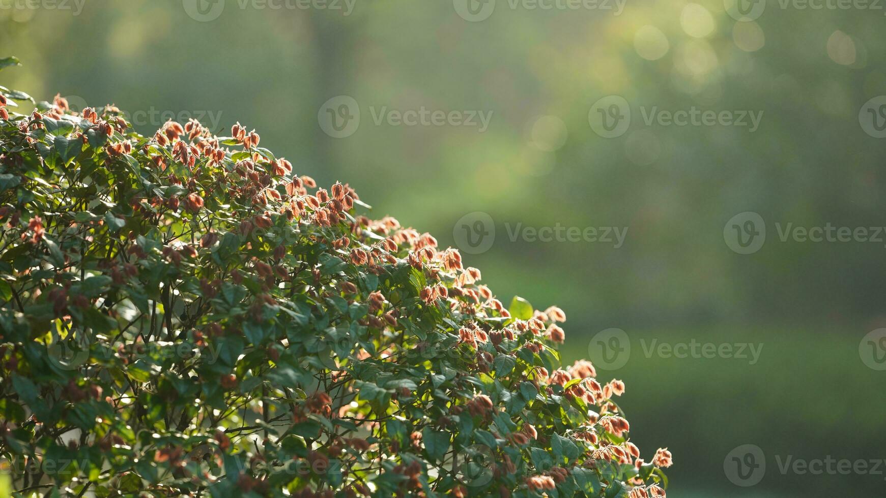 The fresh new leaves full of the trees  in the garden in spring photo