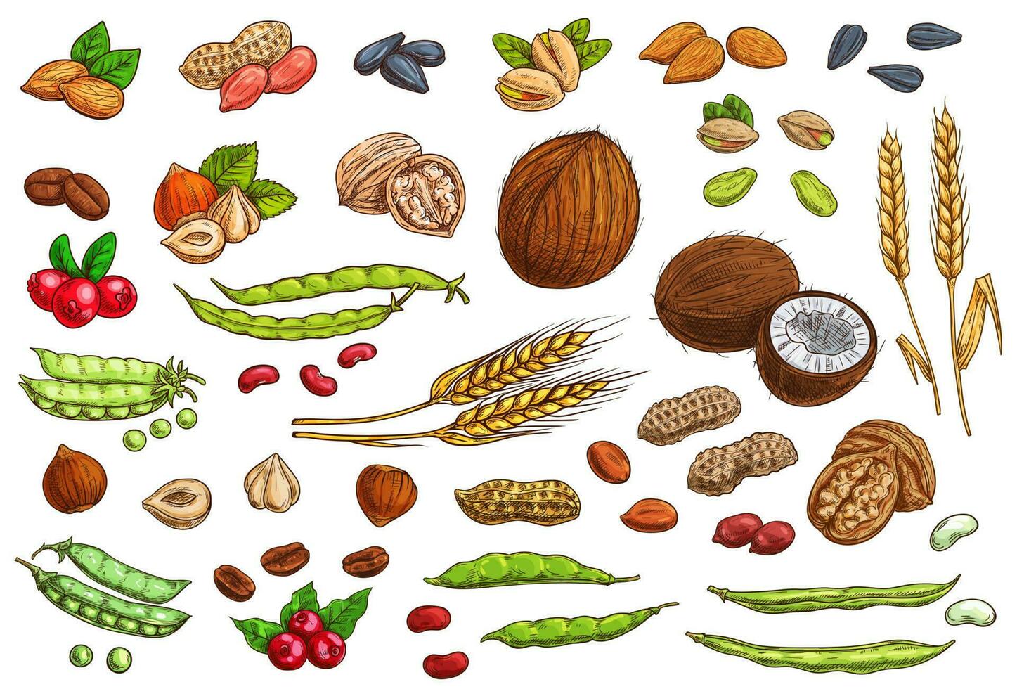 Nuts, ceral crop and legumes sketches vector