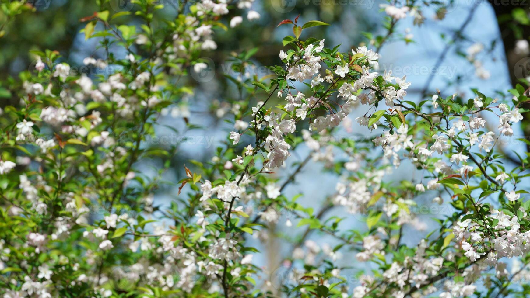 The beautiful flowers blooming in the garden in spring with the warm