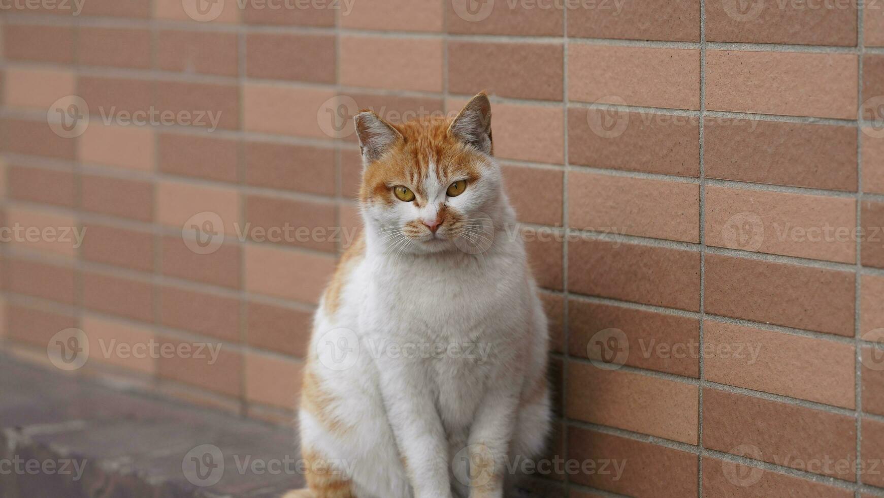 One cute cat having a rest in the yard photo